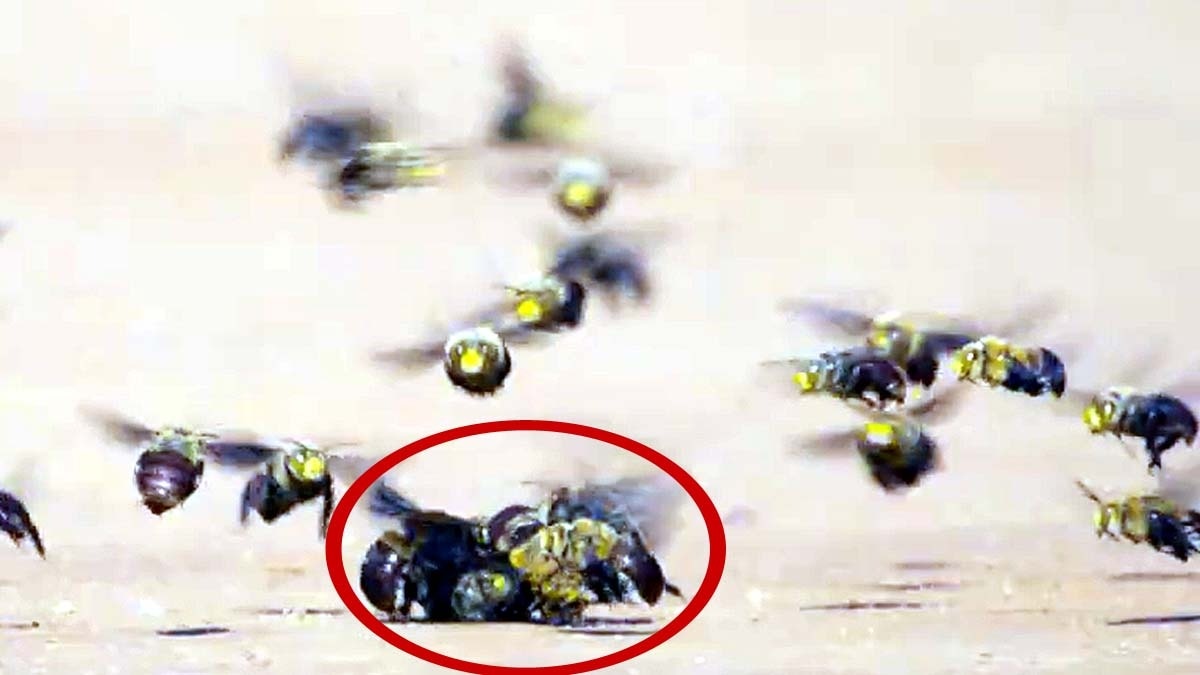मादा मधुमक्खी के पीछे पड़े नर (लाल घेरे में). ऊपर मौका खोजते अन्य नर मधुमक्खियां. (Screengrab: National Geographic)