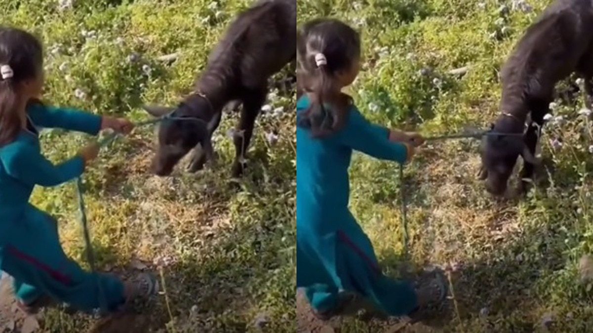 little-girl-tells-calf-ive-had-your-mothers-milk-goes-viral