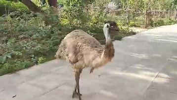 अयोध्या में स्थित बहू बेगम मकबरा परिसर में नजर आया इमू. (Photo: Screengrab) अयोध्या में स्थित बहू बेगम मकबरा परिसर में नजर आया इमू. (Photo: Screengrab)