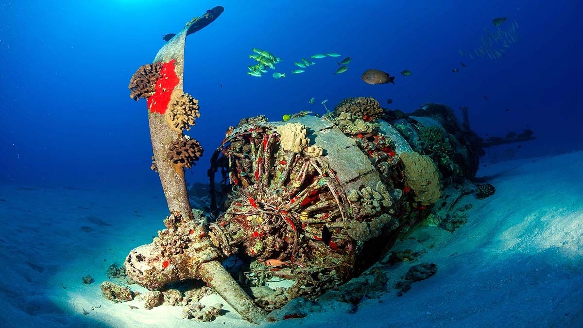  marine life on bombs