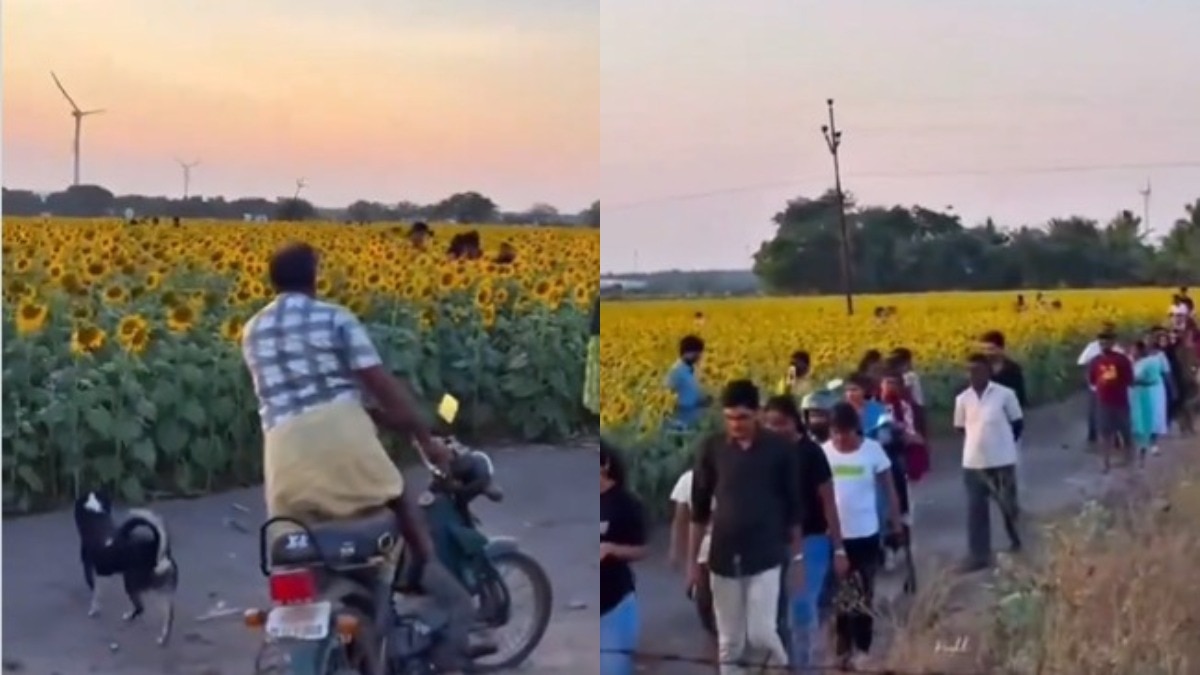 नजारा इतना आकर्षक है कि लोग इसे 'परफेक्ट रील स्पॉट' समझकर खेत में घुस जाते हैं (Photo:X/@SL_Dewasi91)