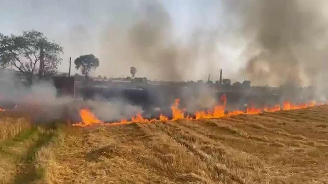 कटाई से पहले तबाही... धूं-धूं कर जली गेहूं की 31 बीघा खड़ी फसल- VIDEO