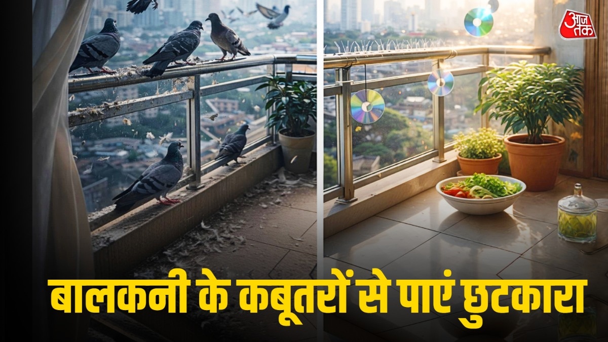 कबूतरों को भगाने में कुछ चीजें काम आ सकती हैं. (Photo: ITG)