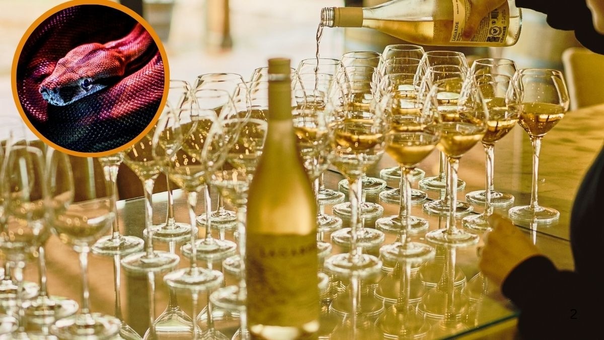 महिला के दिमाग से डॉक्टर ने निकाला 8 सेंटीमीटर लंबा कीड़ा (Photo - Pexels)