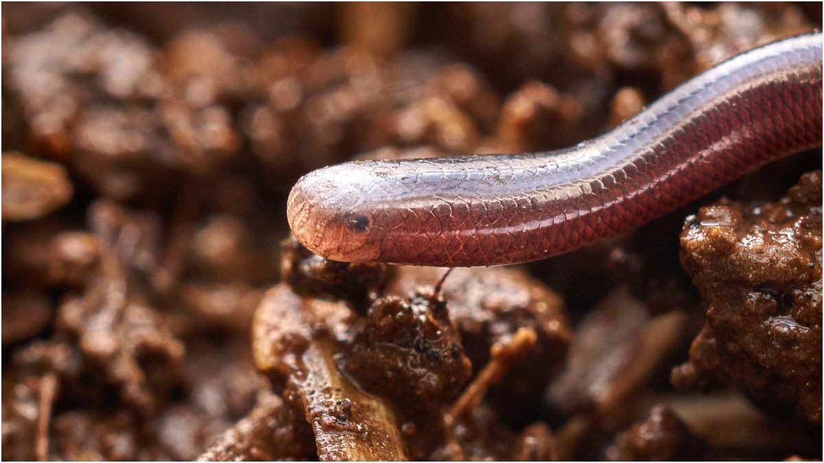 नूडल जितना पतला होता है ये सांप... जहां दीमक लगी है, वहां बनाता है बसेरा!