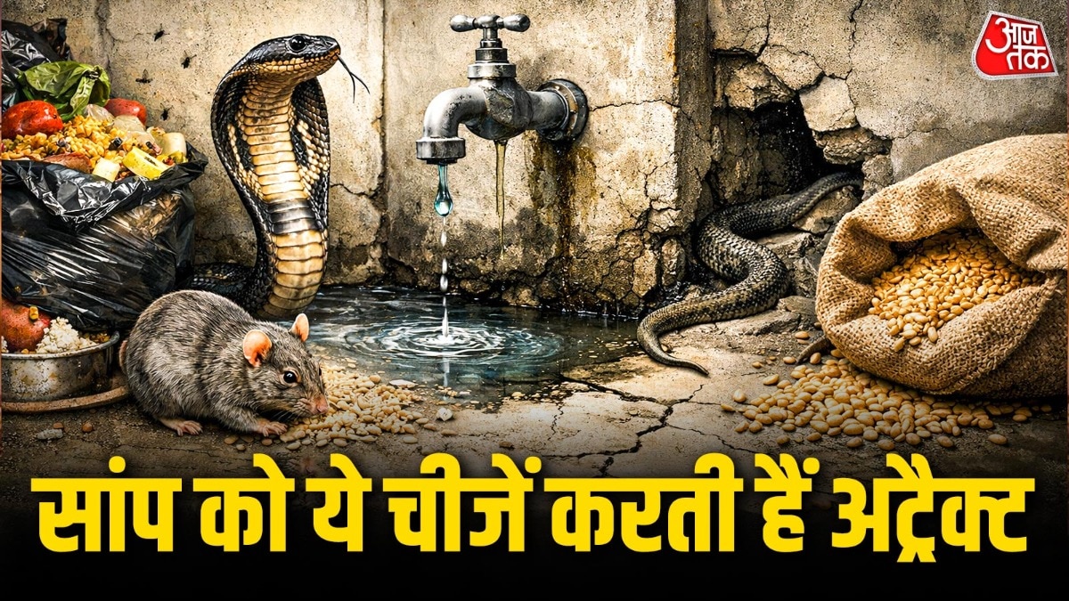 घर में सांप क्यों आ जाते हैं? खाना नहीं, ये चीजें उन्हें खींच लाती हैं अंदर