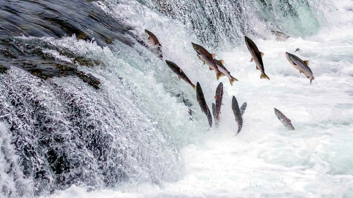 Cocaine pollution salmon wanderlust