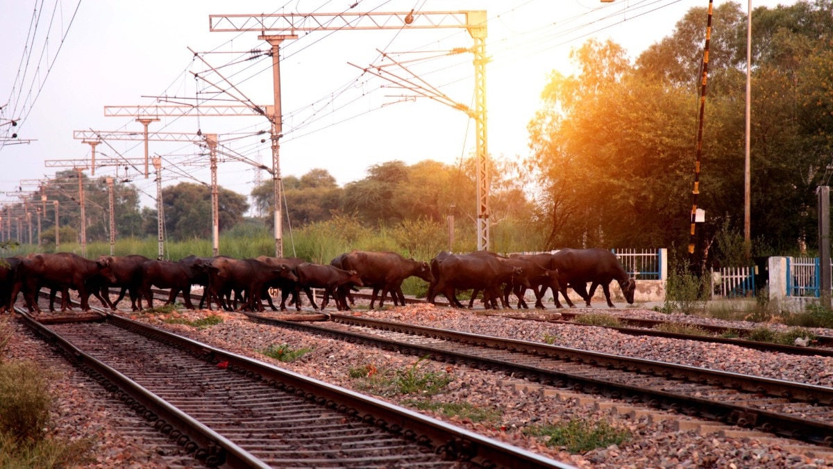 4 साल में करीब 1 लाख पशु ट्रेन से कटे (Getty Image)
