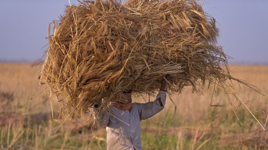 Farmer carries a bundle of wheat crop 
