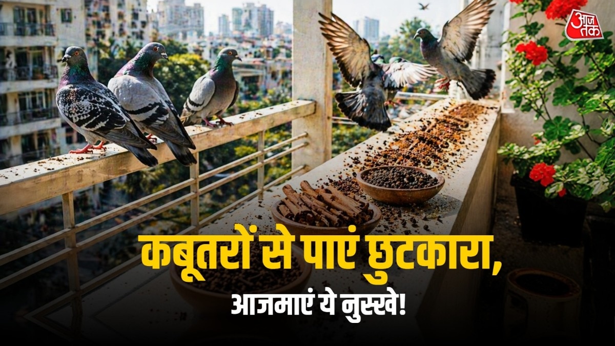 natural-pigeon-control-tips