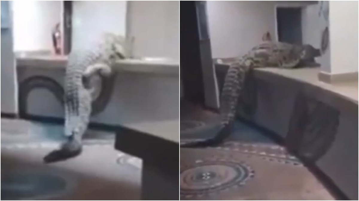crocodile enters restaurant shocking video