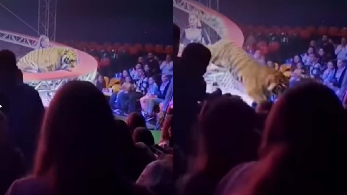 LIVE शो में टूटा बैरियर, टाइगर पहुंचा दर्शकों के बीच...सर्कस का वीडियो वायरल