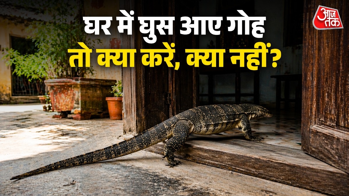 गोह (मॉनिटर लिजॉर्ड) देखने में काफी खतरनाक होती हैं. (Photo: ITG)