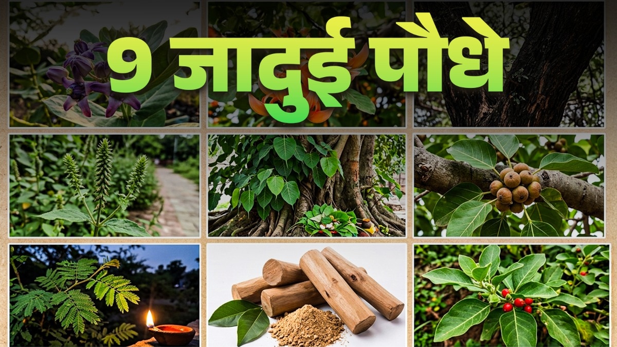 आयुर्वेद और ज्योतिष दोनों मानते हैं कि इन पौधों में गजब की पॉजिटिव एनर्जी होती है.