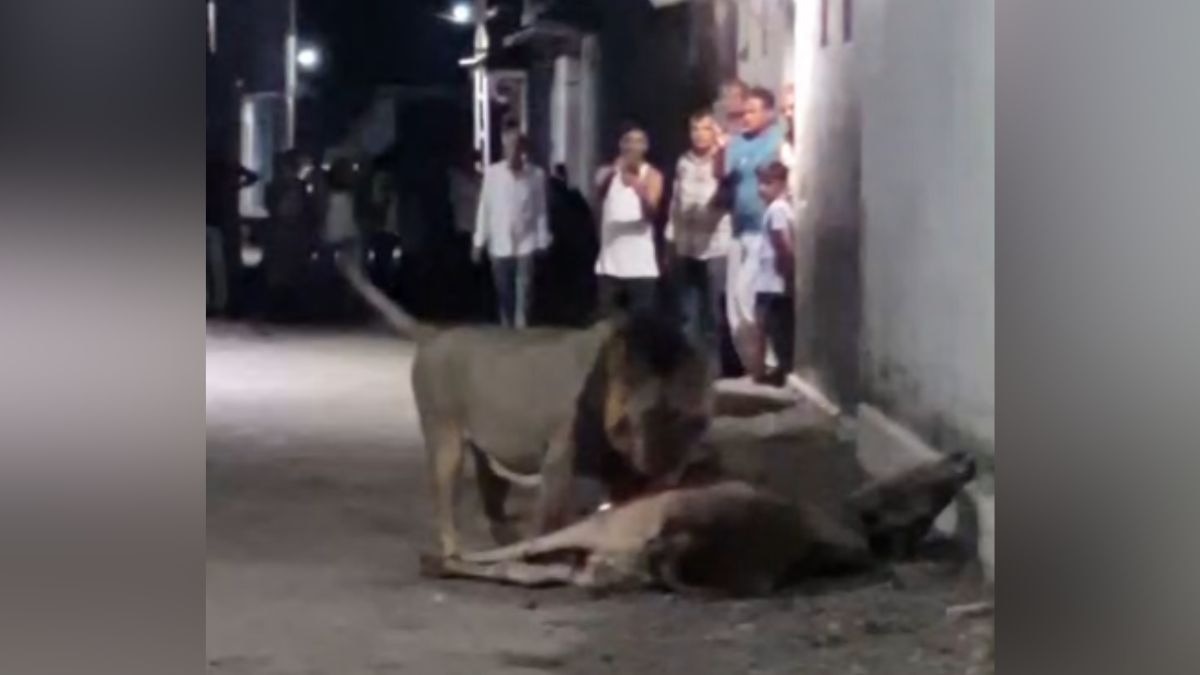 वन क्षेत्र के आसपास गांवों में अक्सर दिख जाते हैं बब्बर शेर. (Photo: Screengrab)