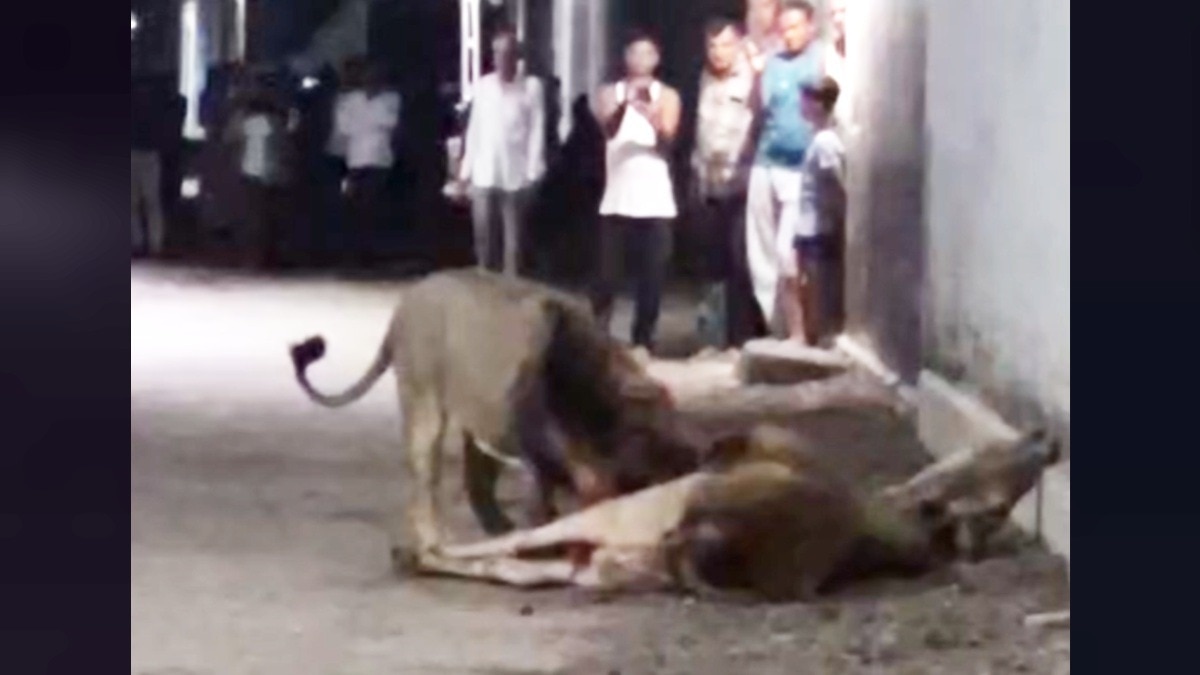 गुजरात के रतांग गांव में शेर और इंसान का आमना-सामना.(Photo:Screengrab)