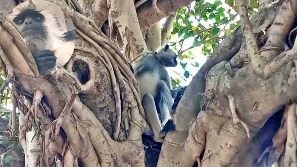 The Menace of Monkeys: A Langur on Duty (Photo: Screengrab)