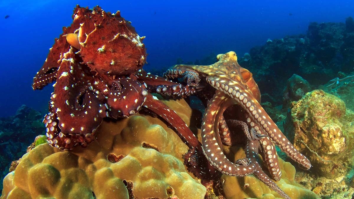 बिना देखे, सिर्फ छूकर ये जीव कर देता है मादा को प्रेग्नेंट, काम आते हैं 50 करोड़ न्यूरॉन्स