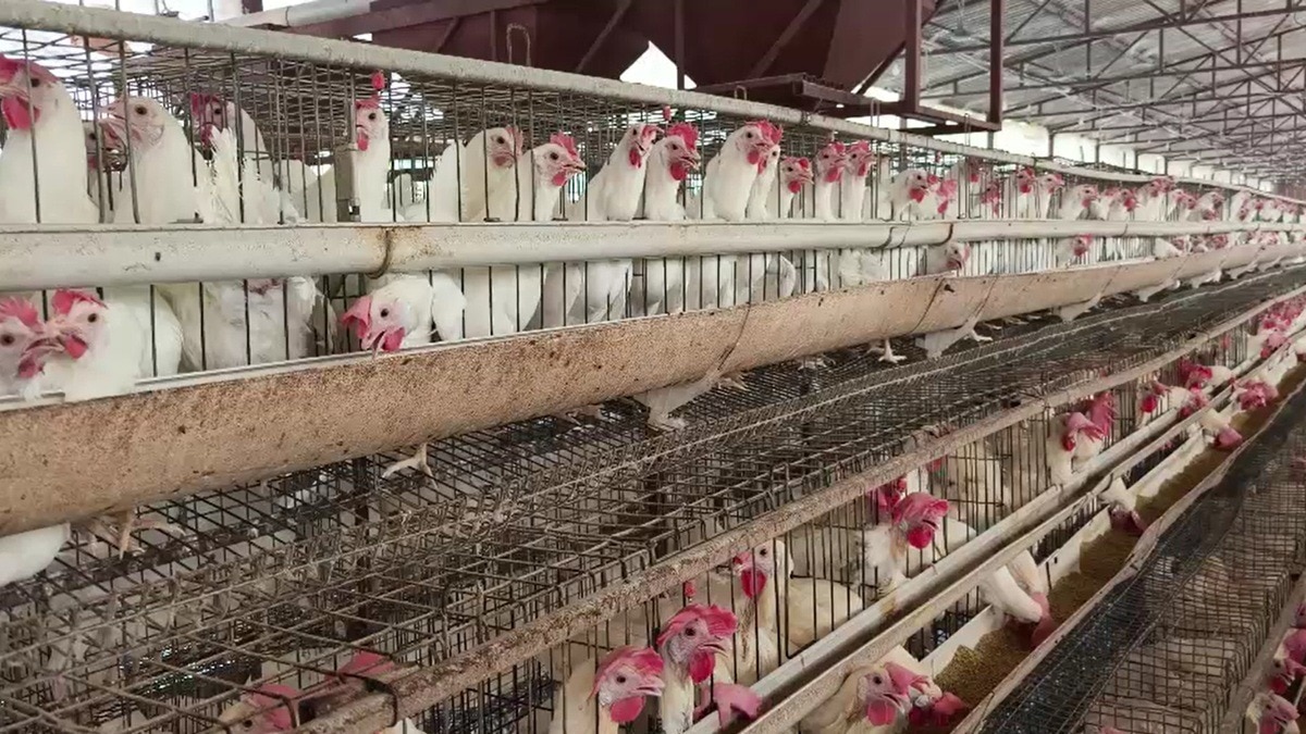 अंडा उत्पादन में सहारनपुर हुआ नंबर-1. (Photo: Screengrab)