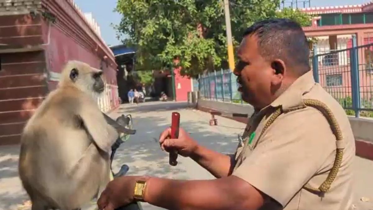 दो साल पहले लंगूर 'गोलू' को कैंपस में किया गया था तैनात, छात्रों ने दिया था नाम. (Photo: Screengrab)
