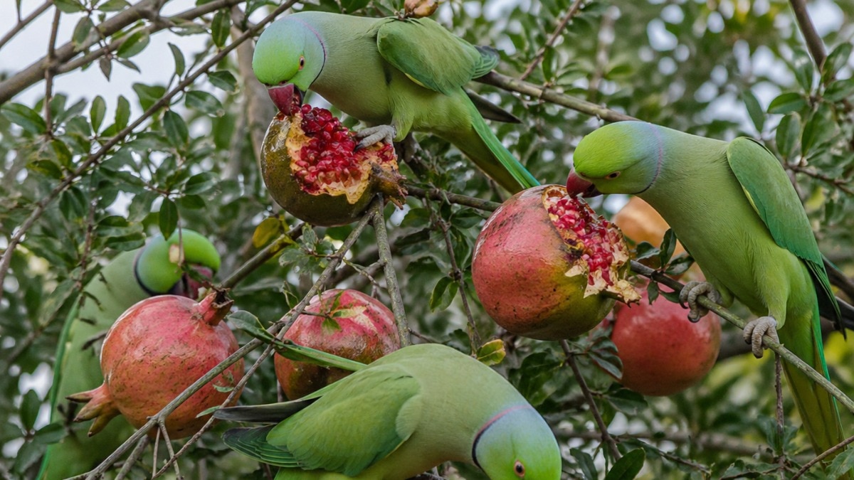 बॉम्बे हाईकोर्ट का बड़ा फैसला, तोते भी माने जाएंगे जंगली जानवर