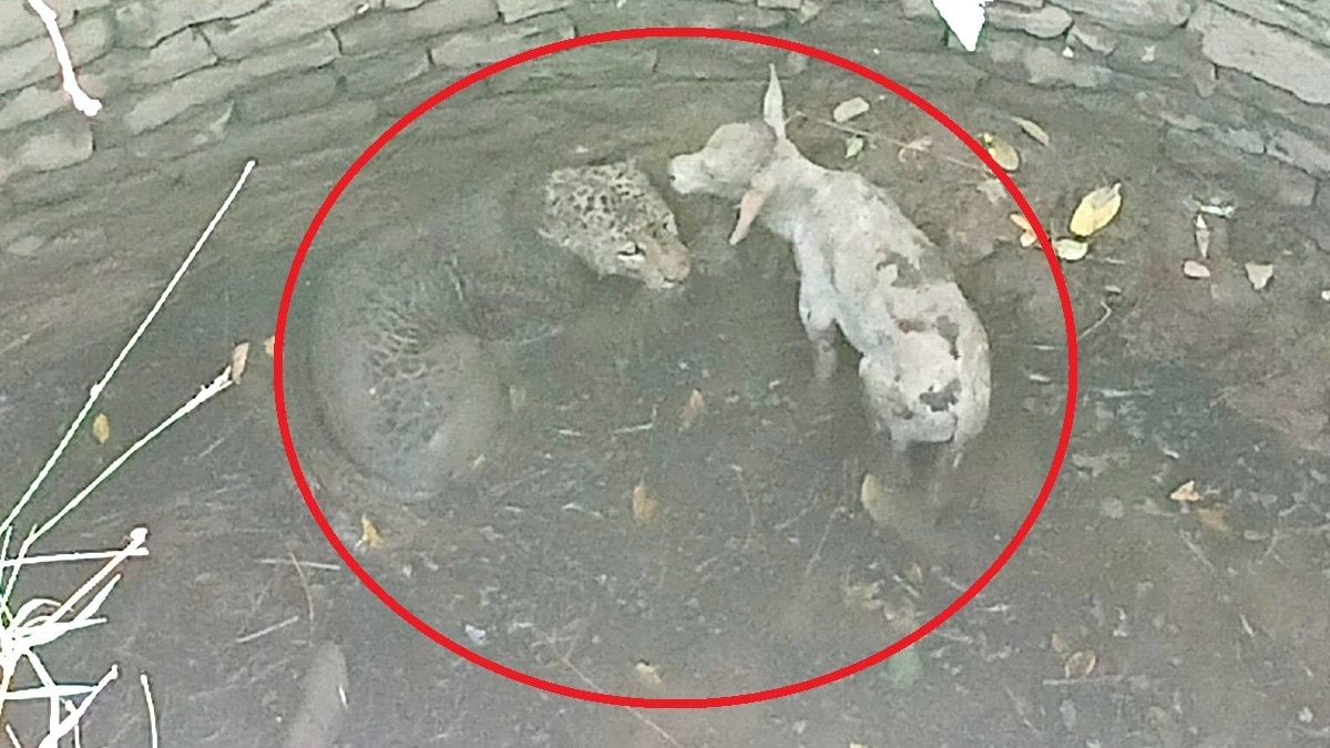 सूखे कुएं में दिखा प्रकृति का अद्भुत मंजर.(Photo:Screengrab)