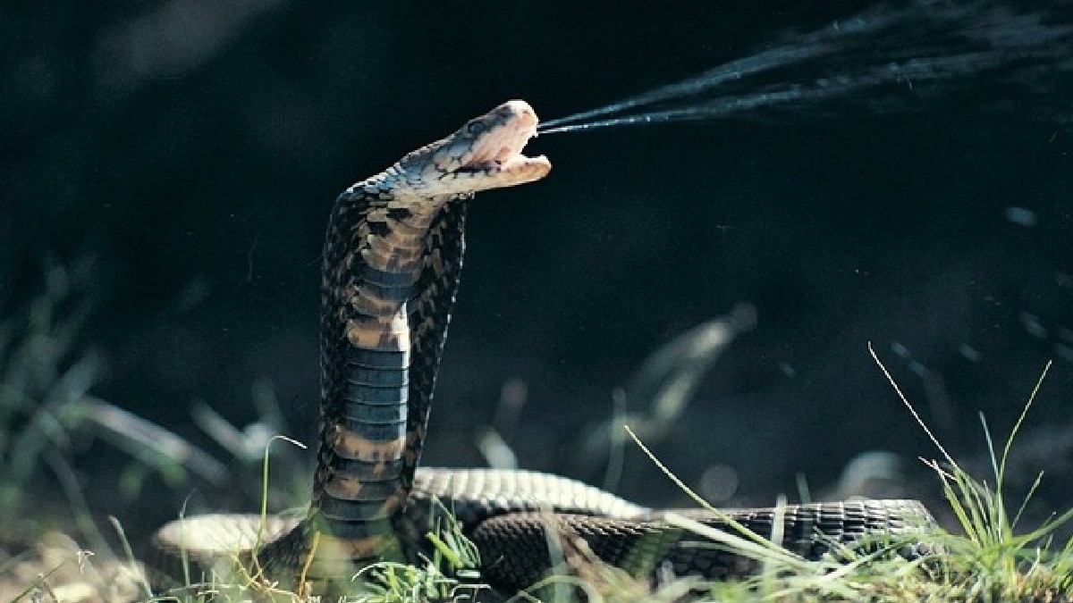 सोकर उठे बच्चों के तकिए के नीचे मिला सांप, पूरे घर में निकले 5 जहरीले करैत