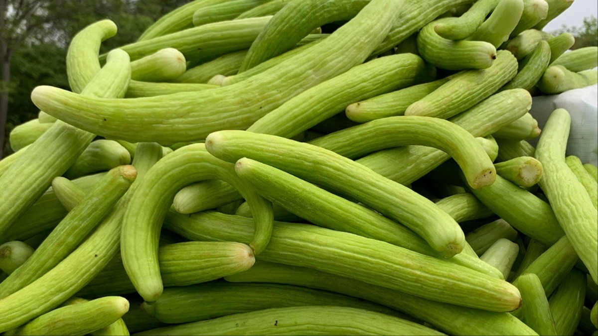 चिलचिलाती धूप में शरीर को अंदर से ठंडक देगी ककड़ी, लू और डिहाइड्रेशन से बचने में करेगी मदद (Photo- Adobe Stock)