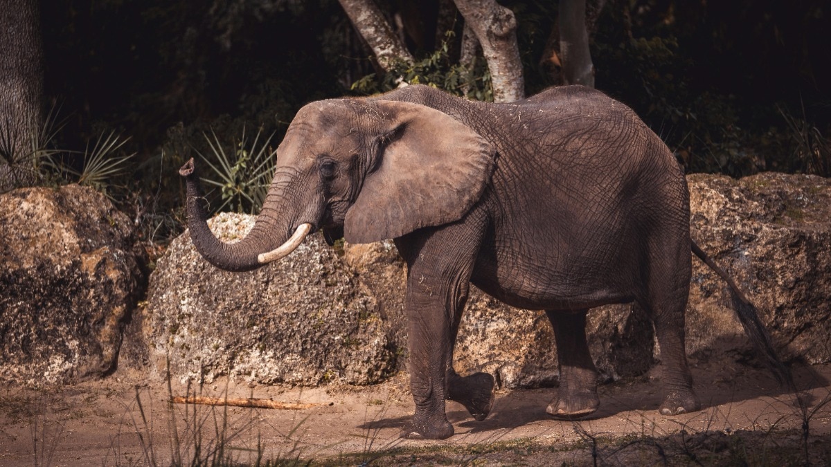 दुकान में घुसा हाथी, स्नैक्स खाकर ही निकला बाहर, वीडियो वायरल