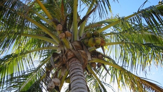 लंबे समय तक फल और हरियाली देता है नारियल का पेड़ (Photo-Pixabay)