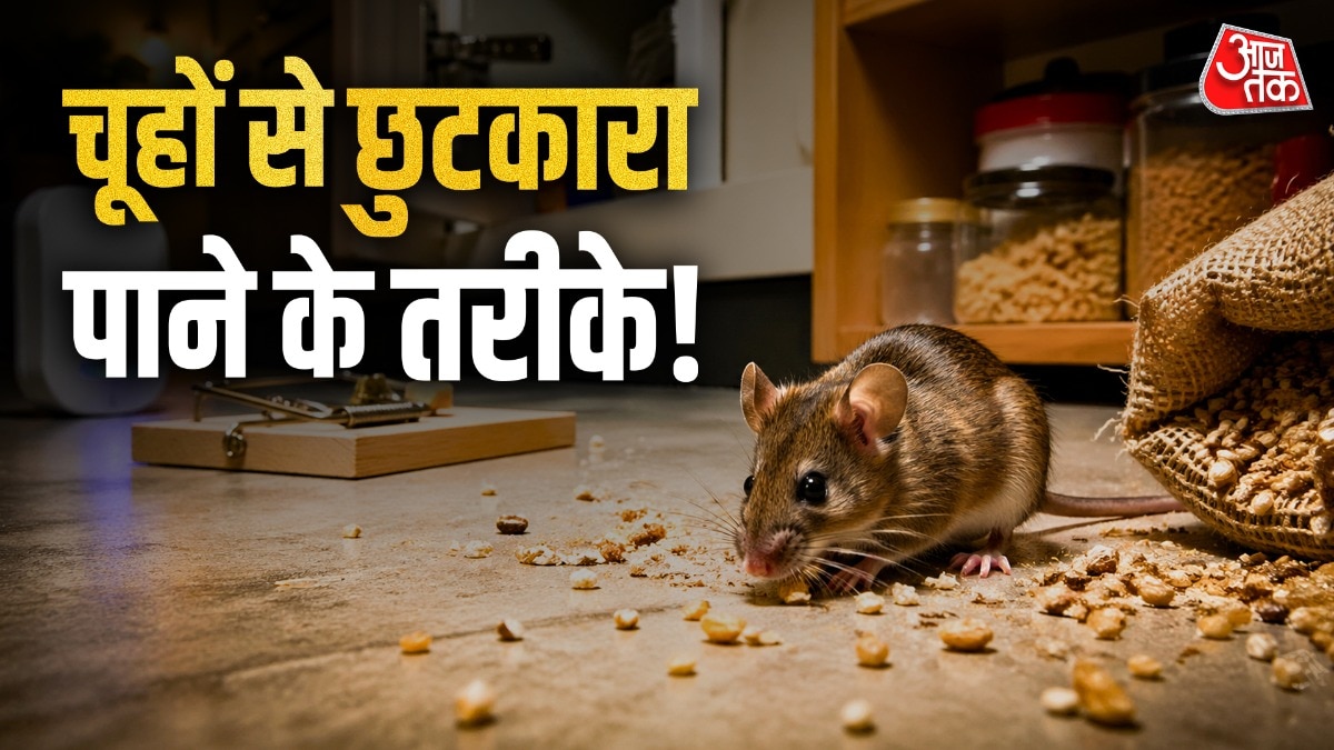 rats rids tips