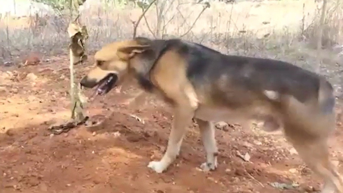 मलप्पुरम में अमीना और एक कुत्ते की अनोखी दास्तां.(Photo:Screengrab)