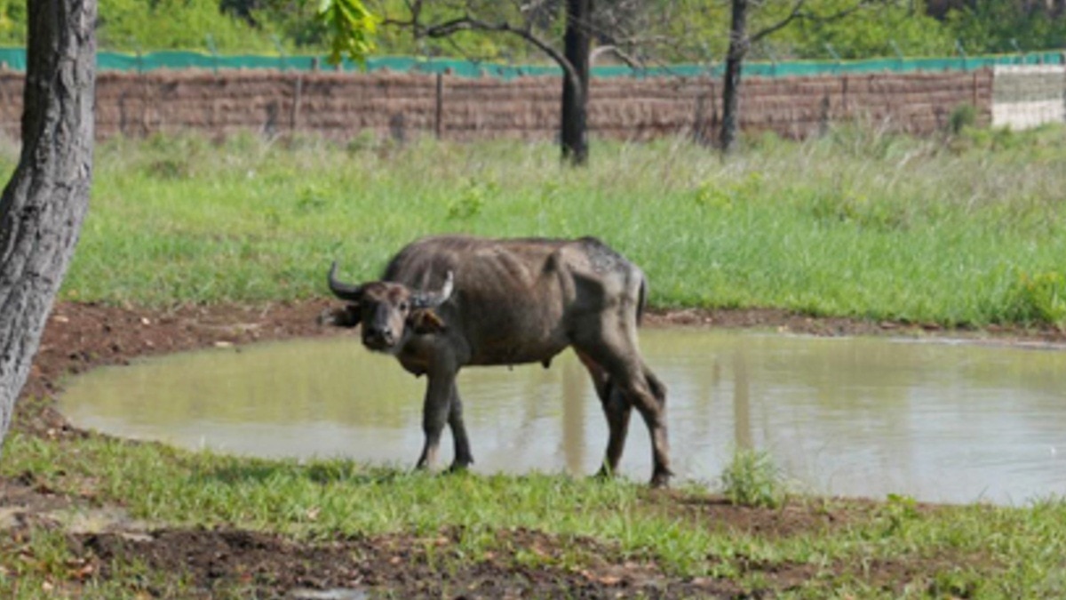 बालाघाट जिले के सूपखार में जंगली भैंसों पुनर्स्थापन.(Photo:X)