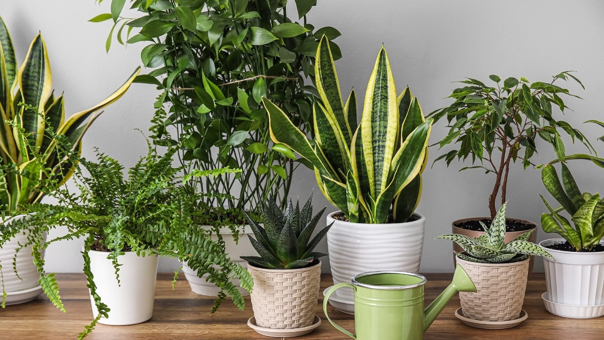 घर ठंडा रखने वाले इंडोर पौधे