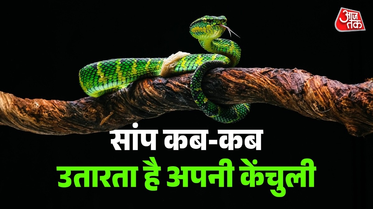 जब केंचुली पूरी तरह उतर जाती है, तो सांप के पास नई और स्वस्थ त्वचा होती है. ( Photo: Pexels)