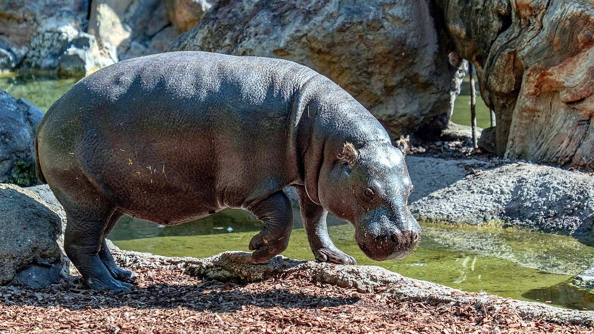 कोलंबिया के ड्रग लॉर्ड पाब्लो एस्कोबार ने निजी चिड़ियाघर बनाया था, जिसमें दरियाई घोड़े थे. कुछ दशकों में आबादी बढ़ गई उनकी. (Photo: Getty)