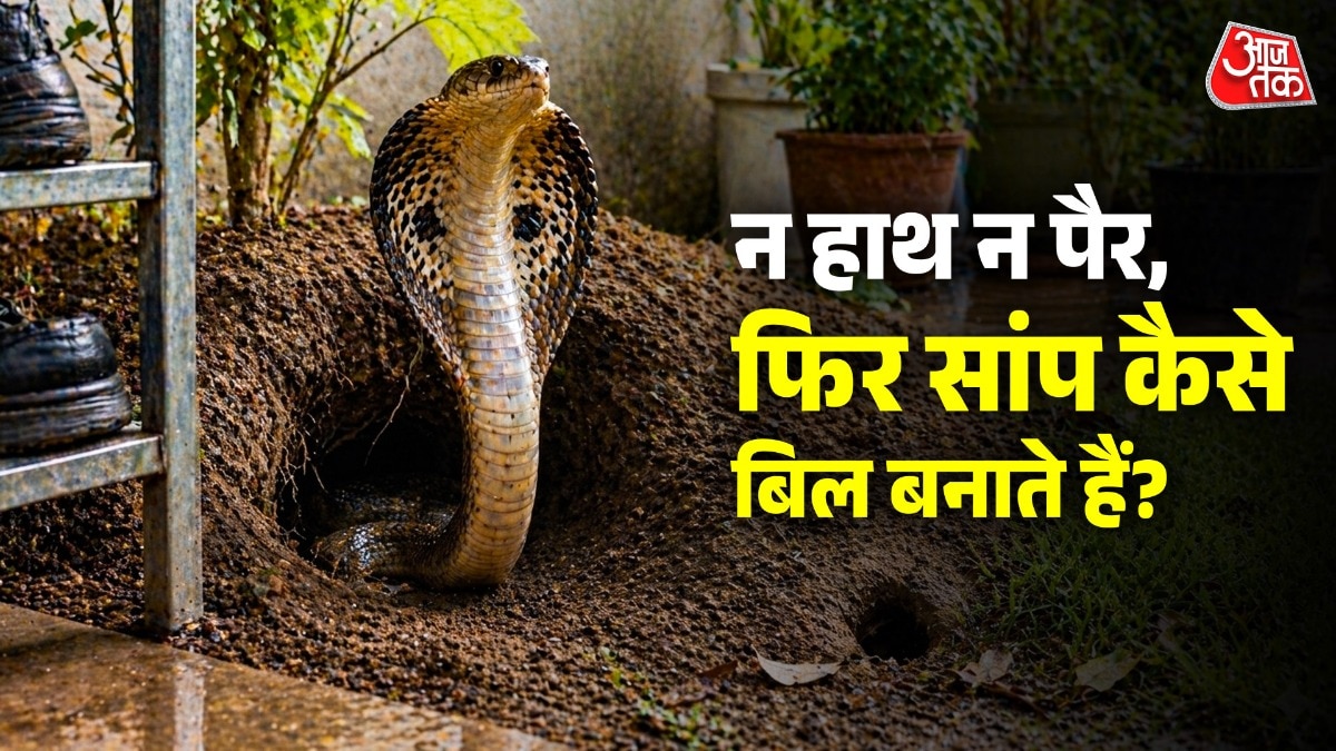 सांप खुद कभी नहीं बनाते अपना बिल, फिर कौन बनाता है उनका घर?