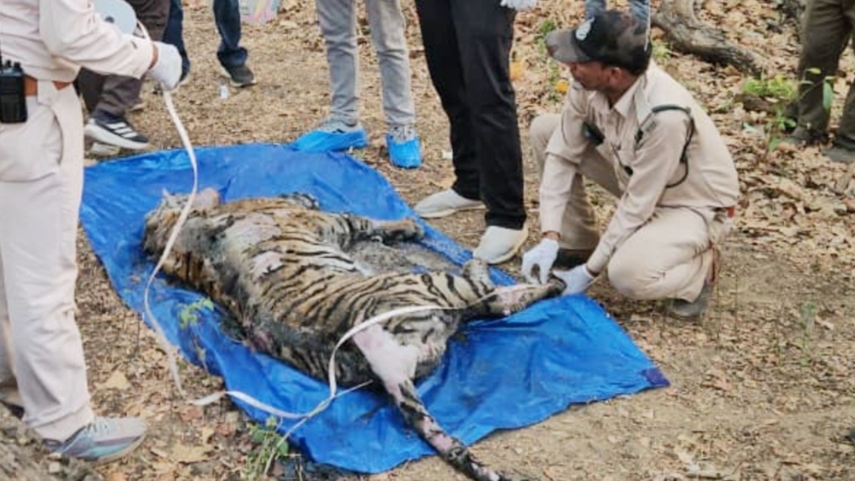 Tigress dies in Kanha Tiger Reserve