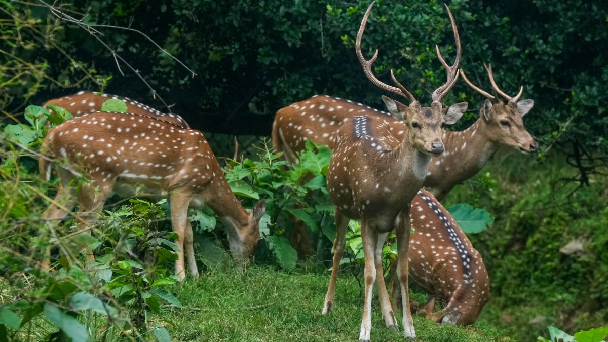 सैकड़ों हिरणों को रिजर्व में भेजने का आदेश सुप्रीम कोर्ट ने दिया है (Photo: PTI)