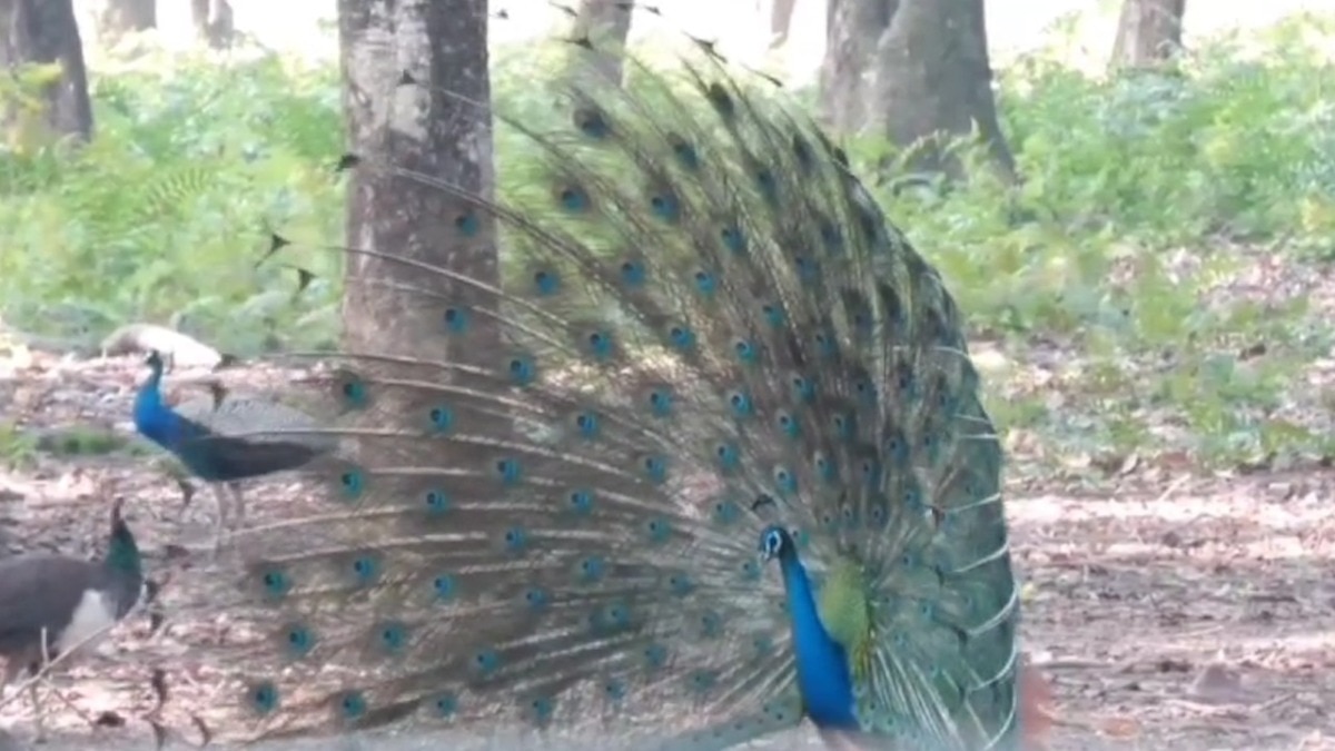 44 मोरों की मौत H5N1 बर्ड फ्लू से हुई (Photo: Representational)
