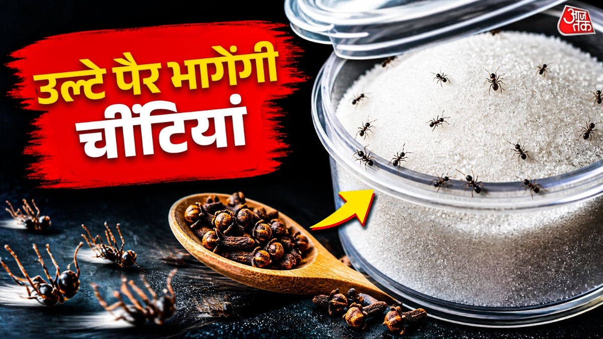 न चीनी होगी खराब, न होगा नुकसान, डिब्बे में डाल दें ये एक चीज