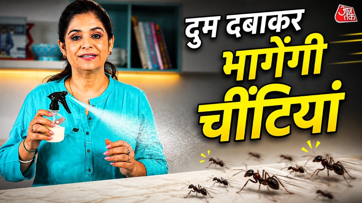 How to remove ants 
