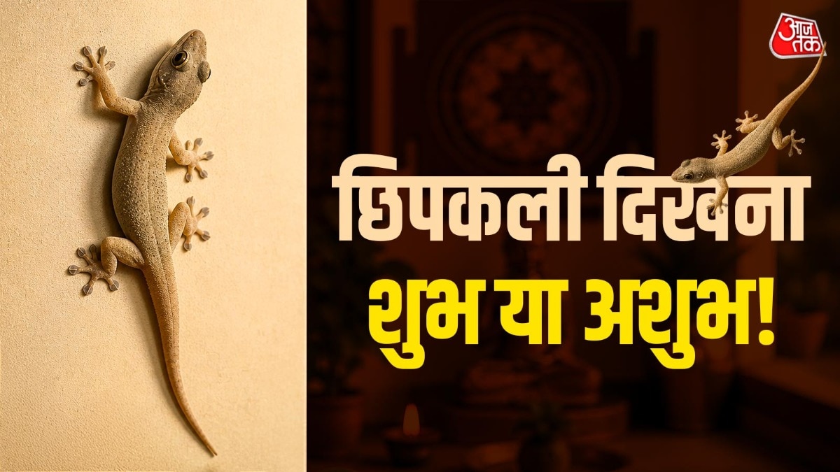 vastu tips for chipkali