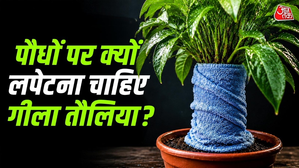 बिना पानी दिए 5 दिन तक नहीं सूखेंगे आपके पौधे, बस करें ये छोटा सा काम