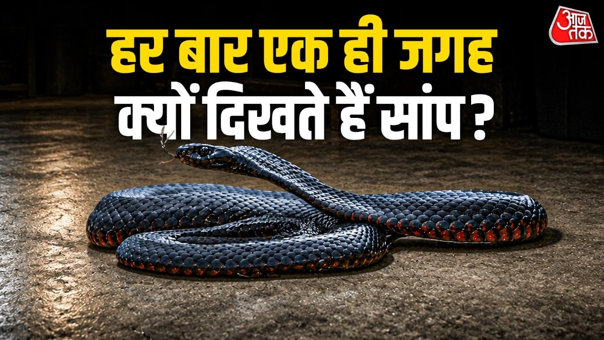 सांपों को कैसे याद रहते हैं अपने ठिकाने? जो फिट लौट आते हैं पुरानी जगह