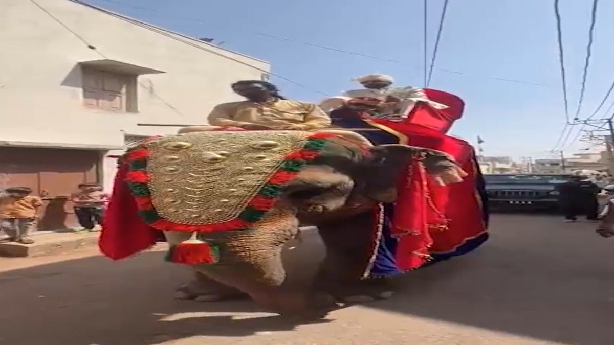 घोड़े की जगह हाथी पर सवार होकर निकला दूल्हा (Photo: Screengrab)
