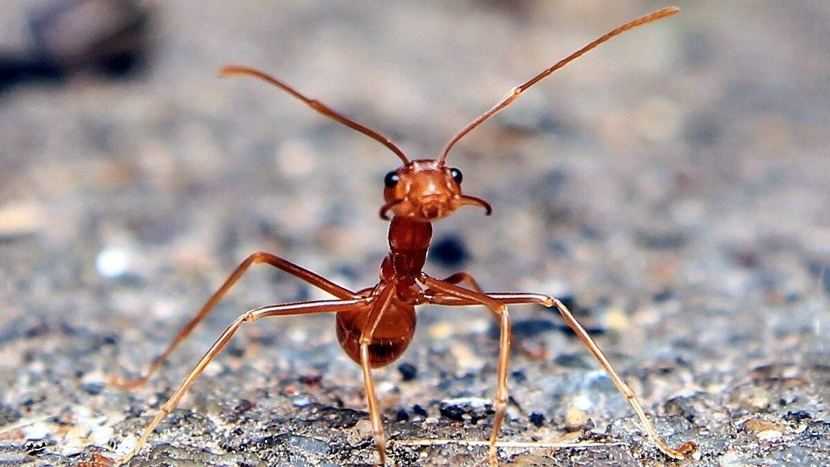 'Ant problem' forces indefinite suspension of surgeries