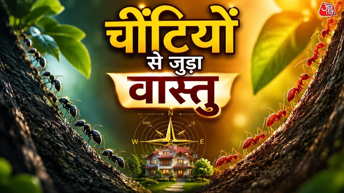 घर में चींटी दिखे तो पैसों में आएगी बढ़िया बरकत! मिलेगी गुड न्यूज