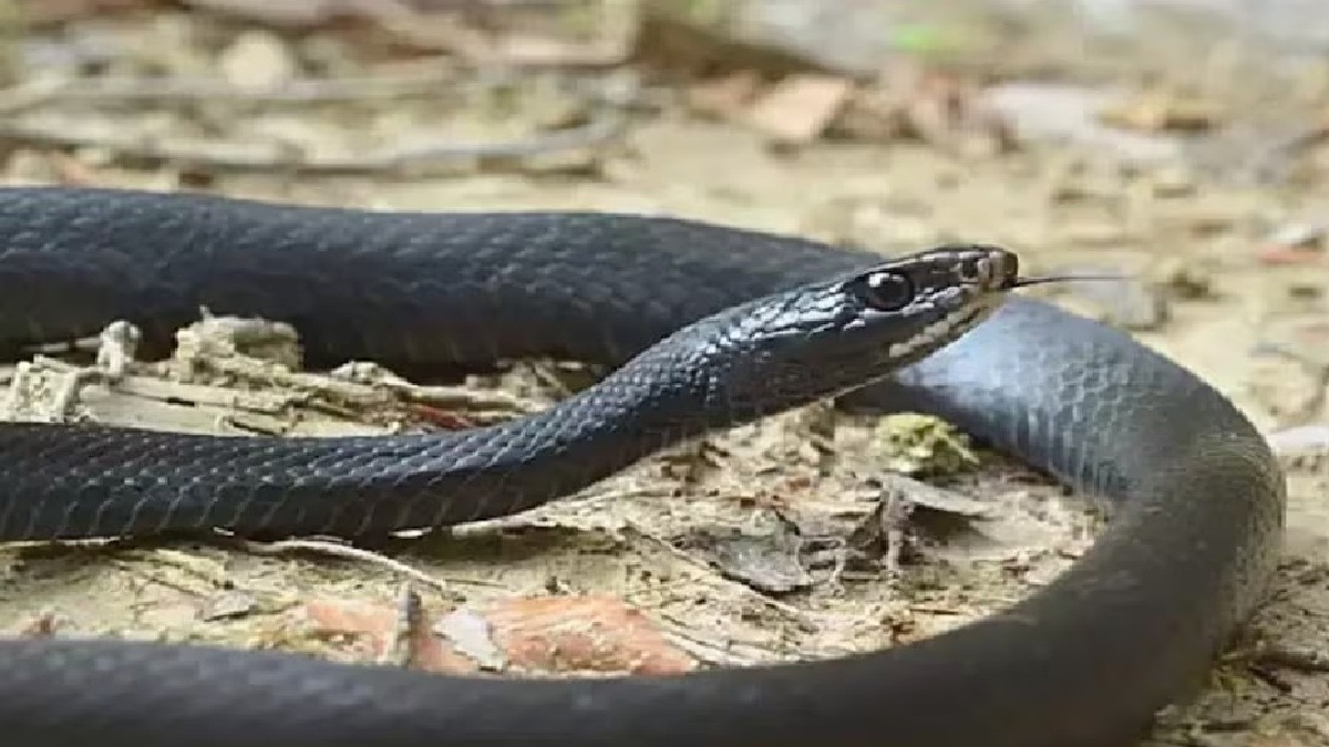 snake