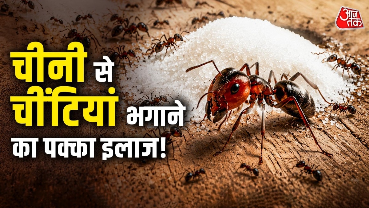 How To Remove Ants From Sugar Container (Photo: ITG)
